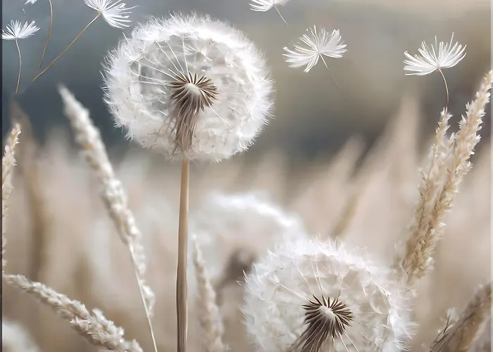 Dandelion