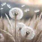 Dandelion Haag in Oberbayern